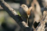 winter wren 