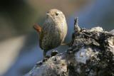 Winter Wren