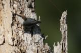 Brown-Headed Nuthatch