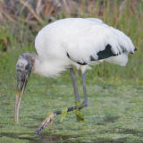 Wood Stork