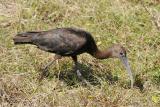 Glossy Ibis