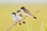 Eastern Kingbird chicks