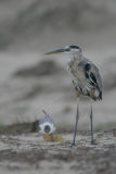 Great Blue Heron and Laughing Gull