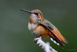 Rufous Hummingbird