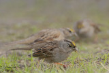 Golden-Crowned Sparrows