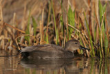 Gadwall
