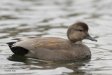 Gadwall