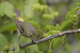 Cape May Warbler