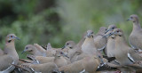 Whtie-winged Doves