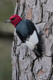 Red-headed Woodpecker