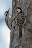 Red-cockaded Woodpeckers