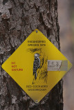 Red-Cockaded Woodpecker Territory