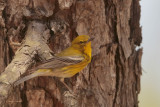 Pine Warbler