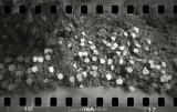 Holga (2009/04)