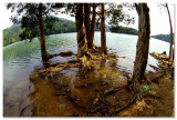 Shing Mun Reservoir  - 城門水塘