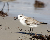 img_1900_Sanderling_100x10.jpg