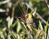 img_3587_OOriole_100x10.jpg