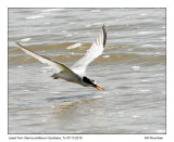 img_1995_LeastTern_10x100.jpg