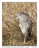 IMG_7717_BlkcrownNHeron_10x100.jpg