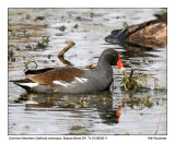 IMG_7823_CMoorhen_10x100.jpg