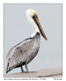 IMG_9092_BrownPelican_10x100.jpg