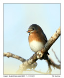 IMG_9939_EBluebird_10x100.jpg