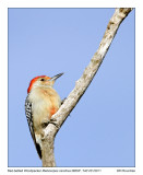 IMG_0365_Red-bellyWoodpeck_10x100.jpg