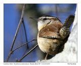 IMG_0380_CarolinaWren_10x100.jpg