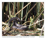 IMG_0431_YbWatersnake_10x100.jpg