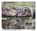 IMG_2116_Gator_10x100.jpg