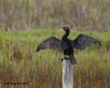 _MG_5691_Cormorant.jpg