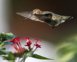 _MG_6238_RubythroatHummer.jpg