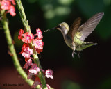 _MG_6357_RubythroatHummer.jpg