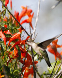 _MG_7059_RubythroatHummer.jpg