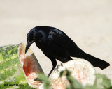 _MG_7360_GrttailGrackle.jpg