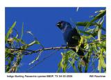 IMG_30294_IBunting_12x72.jpg