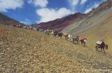 Ladakh (115).jpg