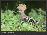 Hoopoe

Scientific name - Upupa epops

Habitat - Rare in the Philippines, found in open scrub, dry ricefields and park-like settings. 

[CAVITE, 1DM2 + 500 f4 L IS + Canon 1.4x TC, 475B tripod/ 3421 gimbal head] 



