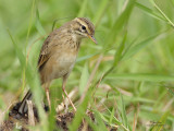 Oriental Pipit (formerly called Richard's Pipit) 

Scientific name - Anthus rufulus 

Habitat - On the ground in open country, grasslands, ricefields and parks. 

[CANDABA WETLANDS, PAMPANGA, 40D + 500 f4 L IS + Canon 1.4x TC, bean bag]

