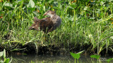 Common Moorhen 

Scientific name - Gallinula chloropus 

Habitat - Marshes and ponds. 

[UP-DILIMAN, QUEZON CITY, 5D2 + Sigmonster (Sigma 300-800 DG) + Canon 2x TC, 1600 mm, 475B/3421 support, grabbed from 1920x1080 video capture, uncropped full frame, processed and resized to 1280x720] 
