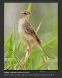 Zitting_Cisticola-IMG_3366.jpg