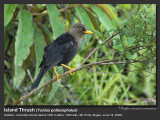 Island_Thrush-IMG_8512.jpg