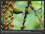 Olive-backed_Flowerpecker-IMG_5682.jpg