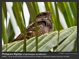 Philippine_Nightjar-IMG_6058.jpg