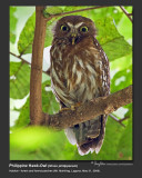 Philippine_Hawk-Owl-IMG_6628.jpg