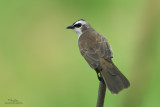 Yellow-vented Bulbul 

Scientific name: Pycnonotus goiavier 

Habitat: Common in gardens, urban areas and grasslands but not in mature forests. 

[5DM2 + 400 2.8 L IS + Canon 2x TCII, 475B/3421 support] 
