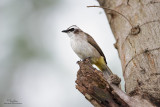 Yellow-vented_Bulbul-RomyOcon-IMG_0052-JPEG-1200x800.jpg