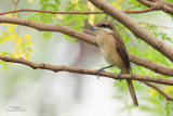 Brown Shrike 

Scientific name - Lanius cristatus 

Habitat - Common in all habitats at all elevations. 

[PARANAQUE CITY, 5D2 + Sigmonster (Sigma 300-800 DG) + Canon 2x TC, near full frame, processed and resized to 1200x800]
 
 