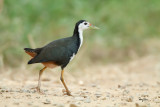 White-breasted Waterhen (Amaurornis phoenicurus, resident) 

Habitat - Wetter areas - grasslands, marshes and mangroves 

Shooting Info - Candaba wetlands, Pampanga, December 21, 2009, 7D + 500 f4 IS + Canon 1.4x TC, 700 mm, f/5.6, ISO 3200, 1/200 sec, bean bag, manual exposure in available light, uncropped full frame, AI servo, IS on,  15.3 meters distance 

