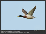 Mallard-IMG_2281